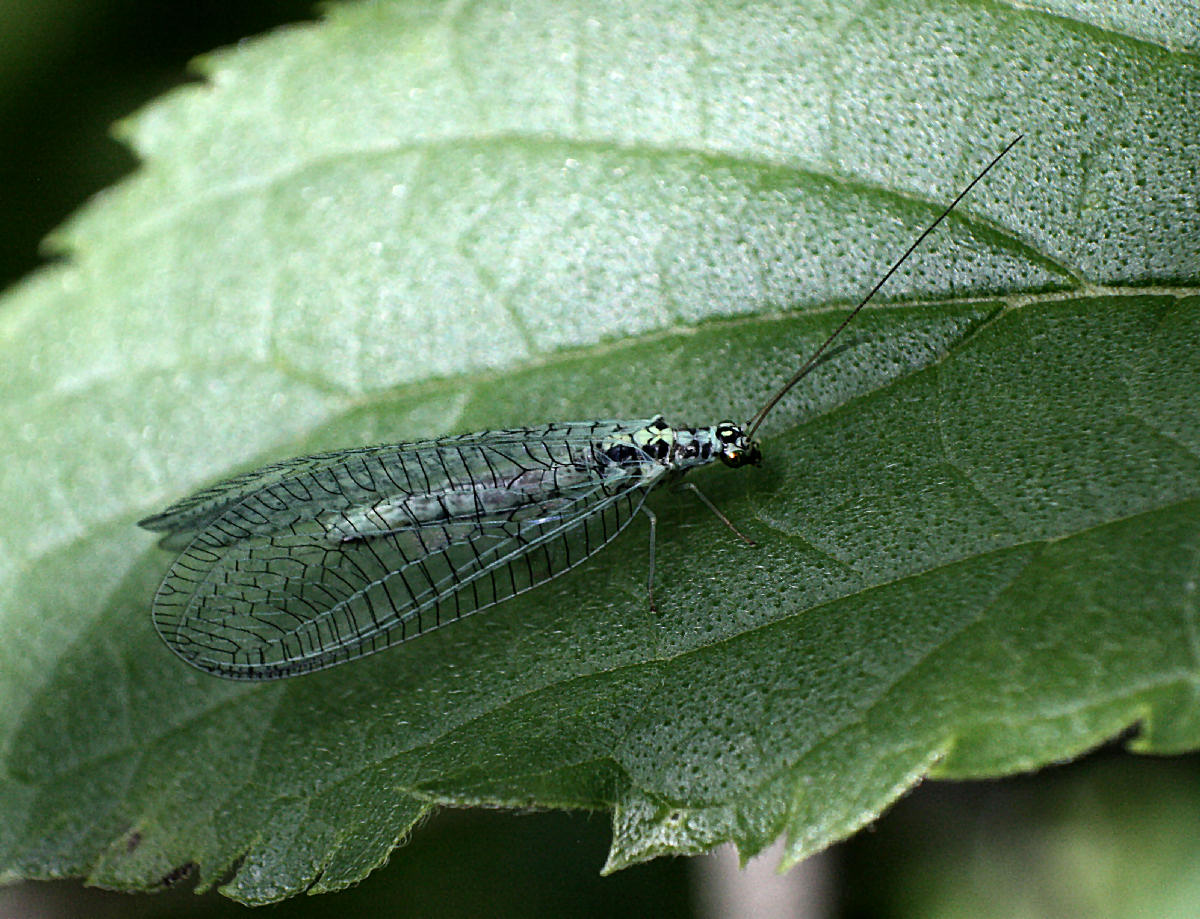 Chrysopa perla ?